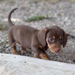 Dachshund Puppies from JT Dachshunds