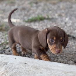 Dachshund Puppies from JT Dachshunds