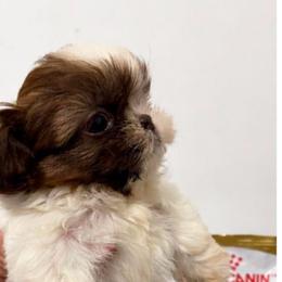 Kobe - Liver and white male Shih Tzu puppy in Azusa, California from RJ Shih Tzu lover