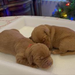 No name - Dark golden male Golden Retriever puppy in Huntington Beach, California from Beach Cities Golden Retrievers