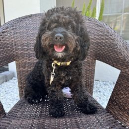 Leah - Cockapoo