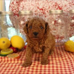 Hank - Red  male Poodle puppy in Pottersville, Missouri from Christina Miller's Poodles