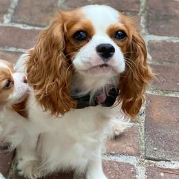 Cavalier King Charles Spaniels from Fiddlers Green Cavaliers