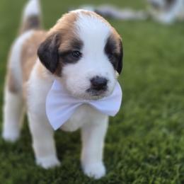 Boy 2 - male Saint Berdoodle puppy in Menifee, California from Royal Saint Bernards