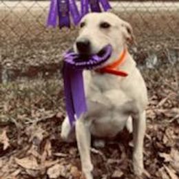 Labrador Retriever Puppies from Down South Retrievers