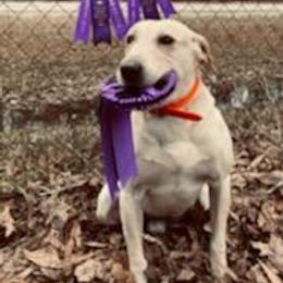 Labrador Retriever Puppies from Down South Retrievers