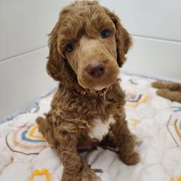 Brown Collar-Phinn - Red  male Poodle puppy in Colorado Springs, Colorado from Silly's Standard Poodles