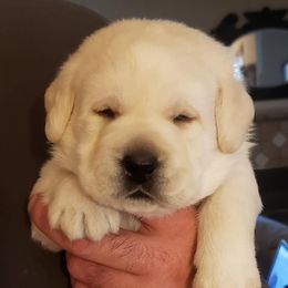 Labrador Retrievers from Heirloom Labradors