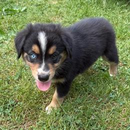 Chippy - Black tri-color male Australian Shepherd puppy in Altmar, New York from E&C Australian Shepherds