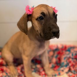 Joanna - Fawn female Great Dane puppy in Hutchinson, Kansas from Dappled Danes