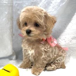 Ruby - Apricot female Maltipoo puppy in Spring, Texas from GlamPaw Maltipoos