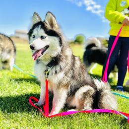Truly  - Pomsky