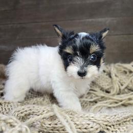 Pixie - Parti female Yorkshire Terrier puppy in Mountain Grove, Missouri from Precious Puppies