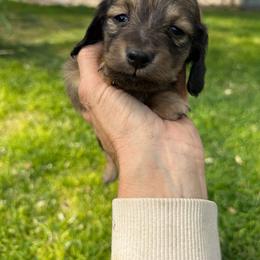 Maple - Cream male Dachshund puppy in Elko, Nevada from Willow Creek Acres Dachshunds & Collies