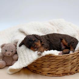 Teddy - Red phantom female Aussiedoodle puppy in Manteca, California from Silva Ranch Doodles