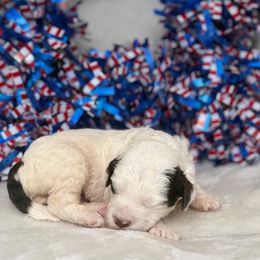 Australian Labradoodle Puppies from Walls Family Doodles