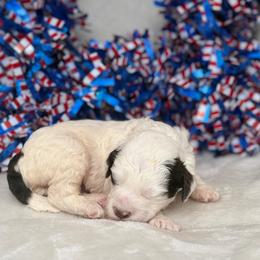 Australian Labradoodle Puppies from Walls Family Doodles