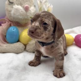 Spots - Dapple male Dachshund puppy in Goodyear, Arizona from AZ Royal Doxies llc