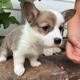 Pembroke Welsh Corgi Puppies from Rocky field Corgis