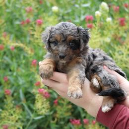 Sage - Merle female Bernedoodle puppy in Eagle Mountain, Utah from Fur Real Puppies.