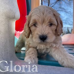 Aussiedoodle, Bernedoodle, Bernese Mountain Dog, and Sheepadoodle Puppies from Draper Mountain Doodles