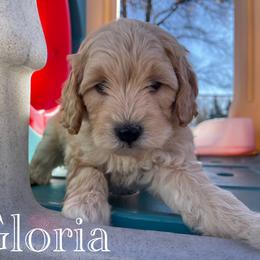 Aussiedoodle, Bernedoodle, Bernese Mountain Dog, and Sheepadoodle Puppies from Draper Mountain Doodles
