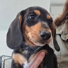 Molly's black and tan smooth boy - Black and tan male Dachshund puppy in Declo, Idaho from Dozendachs
