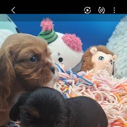 Prince - Black and tan male Cavalier King Charles Spaniel puppy in Longview, Texas from Casanova Cavalier King Charles Spaniels