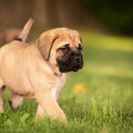 Mastiff Puppies from Green Meadow Mastiffs