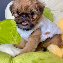 Hattori Hanzo - Belge male Brussels Griffon puppy in Lindenhurst, Illinois from Hautedog Brussels Griffons