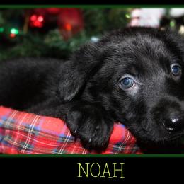 German Shepherd Puppies from Black Beauty Shepherds