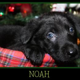 German Shepherd Puppies from Black Beauty Shepherds