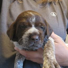 Girl 5 - Brown and gray female Wirehaired Pointing Griffon puppy in Emmett, Idaho from Idaho Wirehaired Pointing Griffons