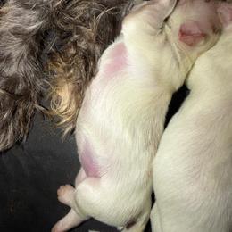 White Girl Two - White female Mal-Shi puppy in Calhan, Colorado from Millennium Falcon Kennels