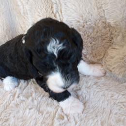 Junebug - Parti female Assorted Doodle Crosses puppy in Heyburn, Idaho from Royal T Acres