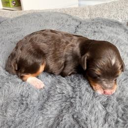 Boy 3 - male Aussiedoodle puppy in Jacksonville, Florida from Lolo’s Aussiedoodle