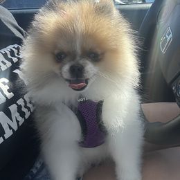 Pomeranian Puppies from Glitzypoms