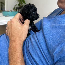 Cavapoo Puppies from The Cavapoo Club