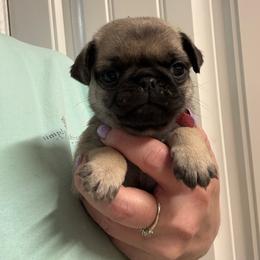 Thumper - Fawn male Pug puppy in Ludowici, Georgia from Royal Destiny Kennels