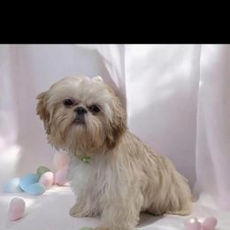 Shih Tzu All Grown Up from Southern Breeze Shihtzus