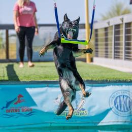 Belgian Malinois and German Shepherd All Grown Up from Légende Vivante Du Chief Kennel