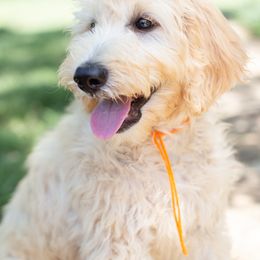 Mr Orange Clementine - Goldendoodle puppy in Statesville, North Carolina from Parfait Mischen Goldendoodles