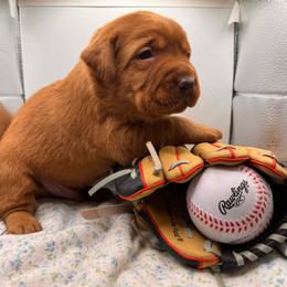 Marshmallow - Yellow male Labrador Retriever puppy in Carlsbad, New Mexico from ECMO Farm Dalmatians & Labrador Retrievers