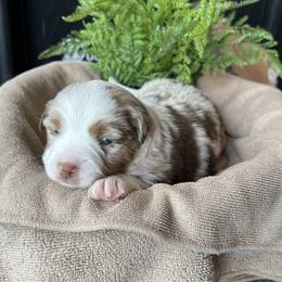 Molly - Red merle female Miniature American Shepherd puppy in Troy, Ohio from Wiggle Wags Miniature American Shepherds