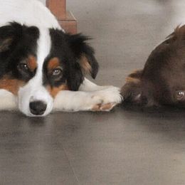 Australian Shepherd All Grown Up from Elk Ridge Australian Sherherds