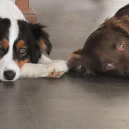 Australian Shepherd All Grown Up from Elk Ridge Australian Sherherds