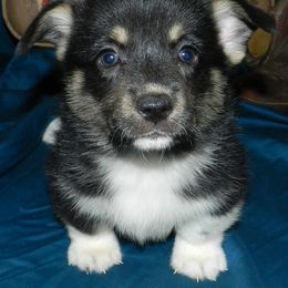 Pembroke Welsh Corgi Puppies from Wild West Corgis of Texas