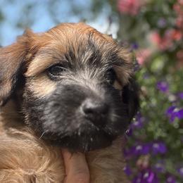 Girl 1 - Soft Coated Wheaten Terrier puppy in Newark, Ohio from Valleydayle Doodles and Wheatens