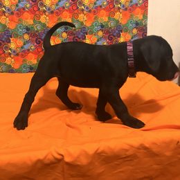 Girl-call name: Demi - Fawn female Mastiff puppy in Racine, Wisconsin from FrontlineK9 Boarding & Training LLC