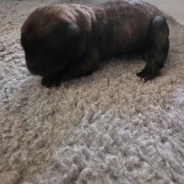 Dutch brindle female - Black brindle female Dutch Shepherd puppy in Signal Mountain, Tennessee from Torgun Police Dogs